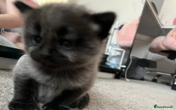 Mixed Breed cats for sale: 1 handsome boy for sale - Image 7