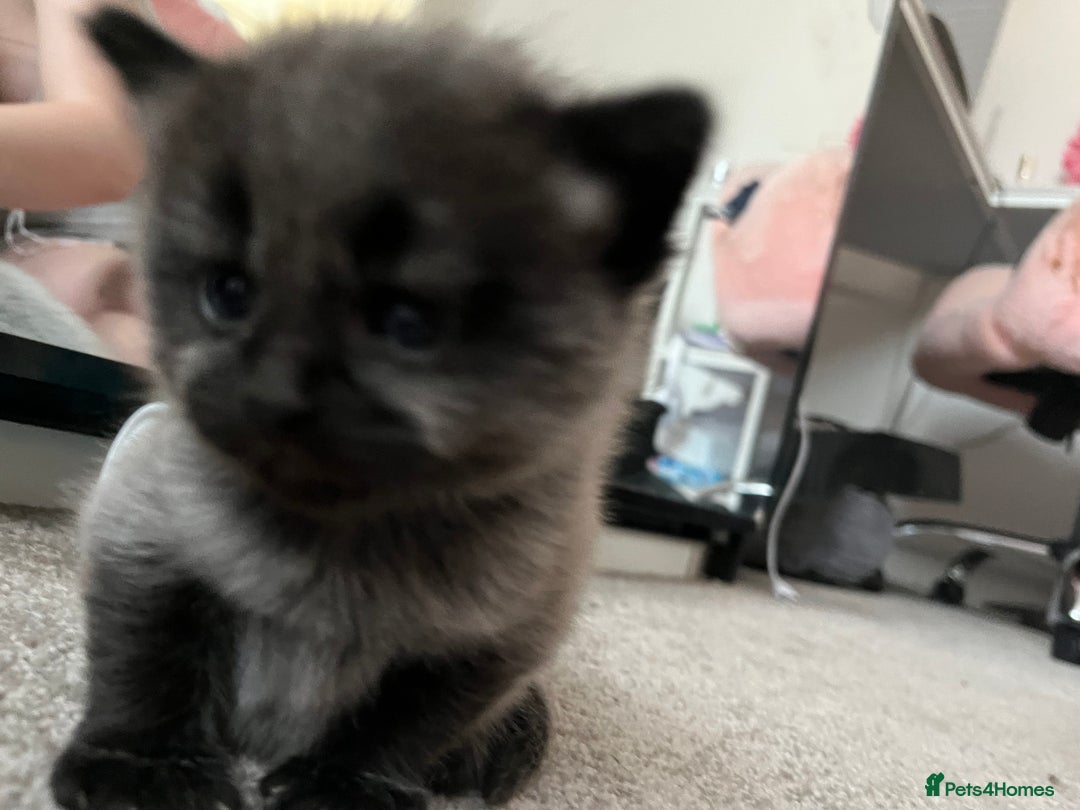 Mixed Breed cats for sale: 1 handsome boy for sale - Image 7