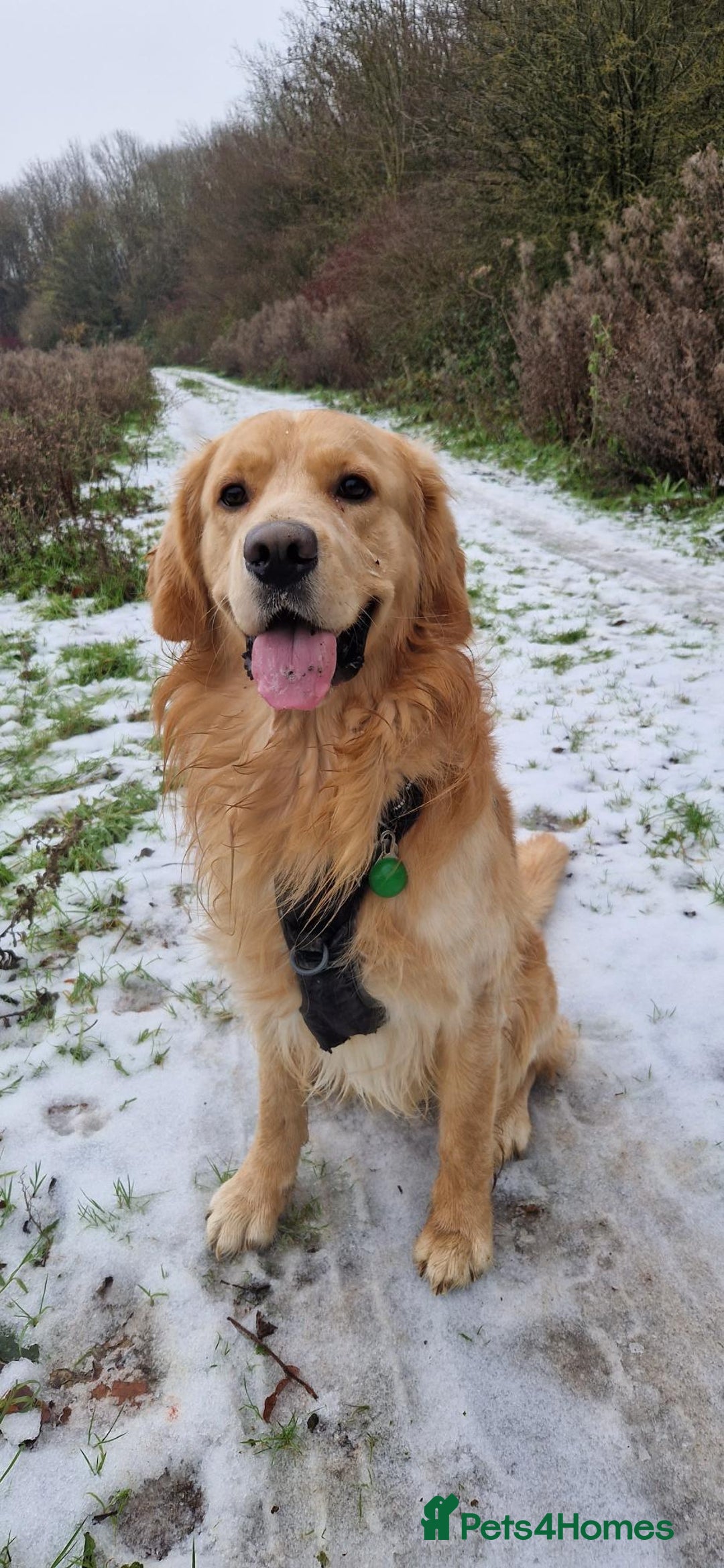 Golden Retriever dogs for sale: Henlo - Advert 1