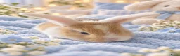 Mixed Breed rabbits for sale: Beautiful baby bunnies for sale  - Advert 3