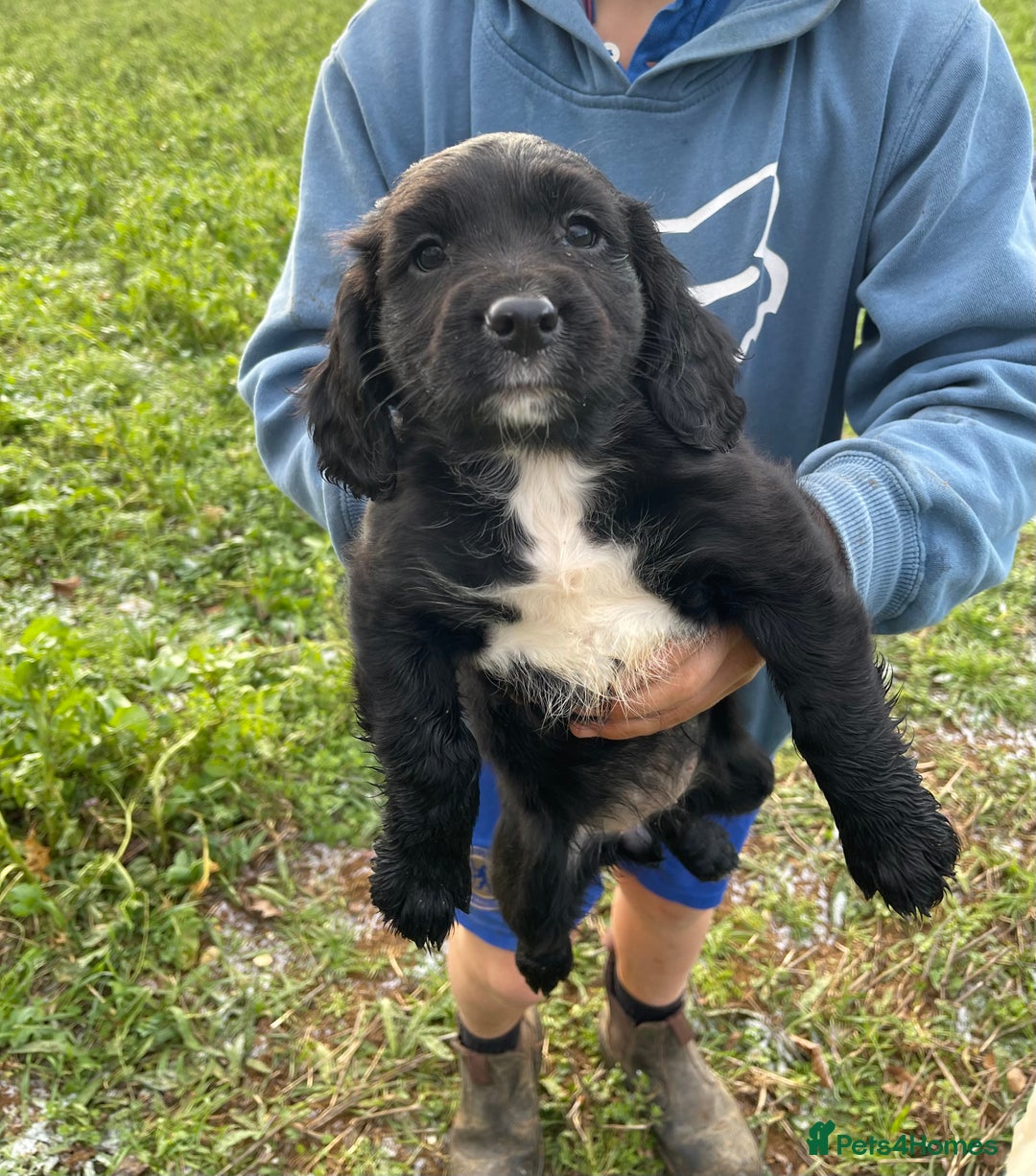 Sprocker dogs for sale: F1 Sprocker Spaniel puppies docked.  - Advert 2