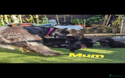 German Shepherd dogs for sale: German sheperd puppies - Image 15