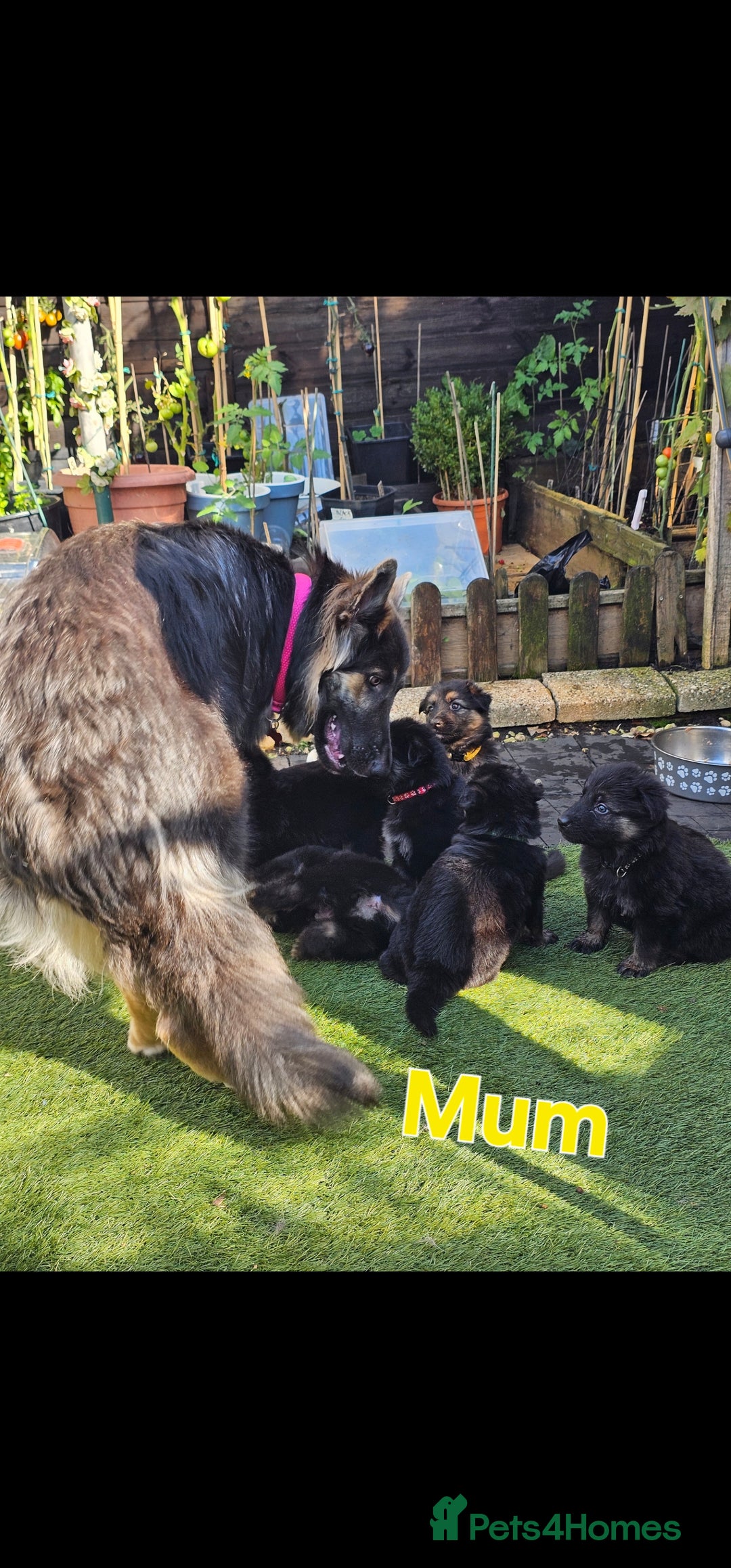 German Shepherd dogs for sale: German sheperd puppies - Image 15