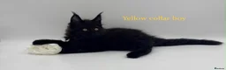 Maine Coon cats for sale: Maine coon kittens  - Advert 10