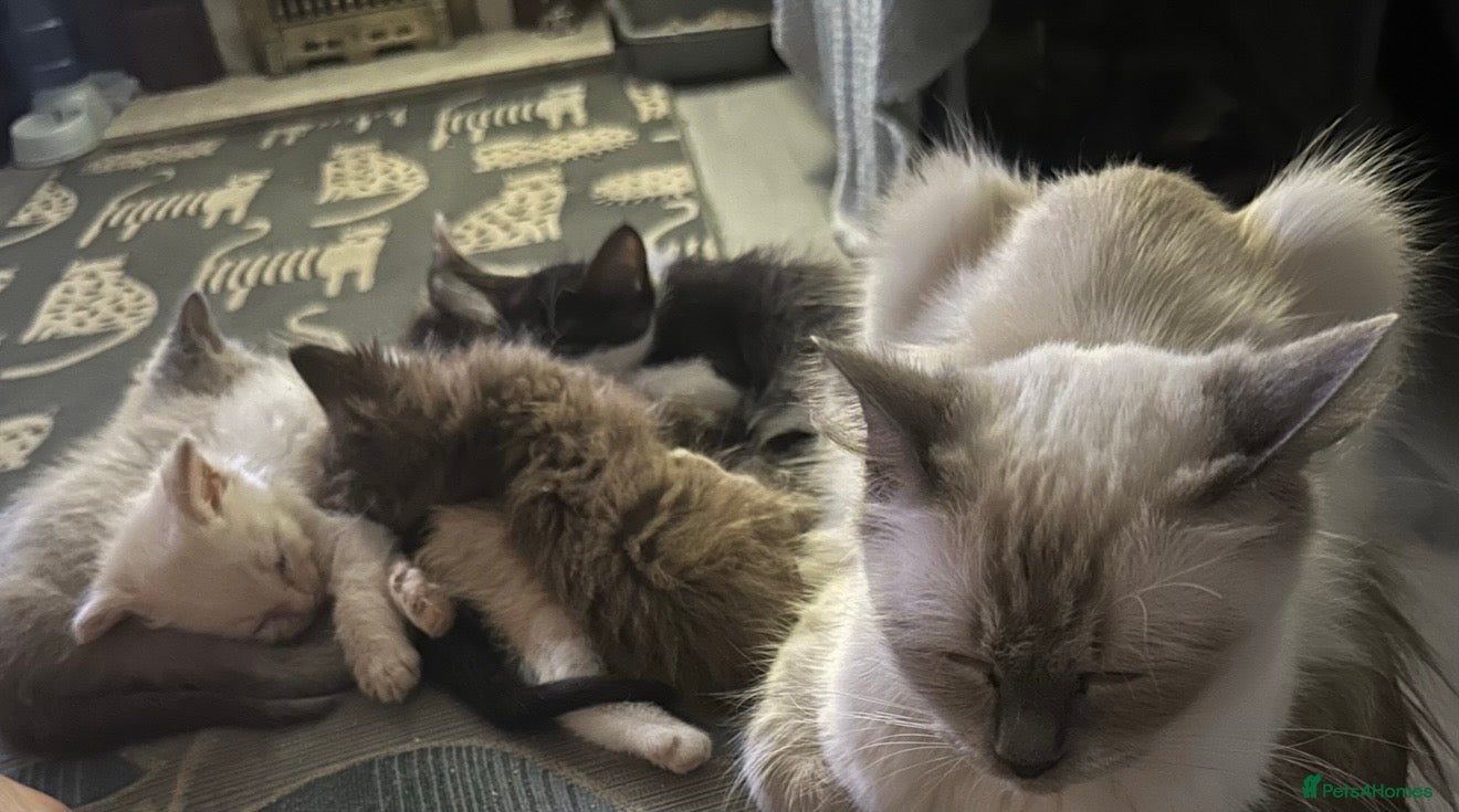 Ragdoll cats Ragdoll cross kittens 2 beautiful boys  - Advert 1