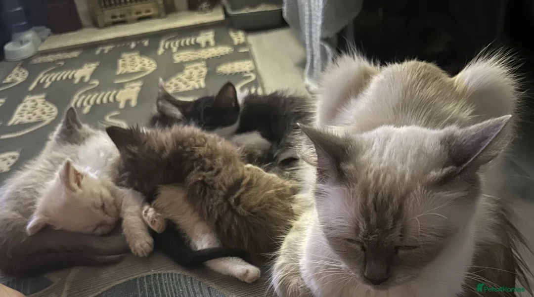 Ragdoll cats for sale: Ragdoll cross kittens 2 beautiful boys  - Advert 1
