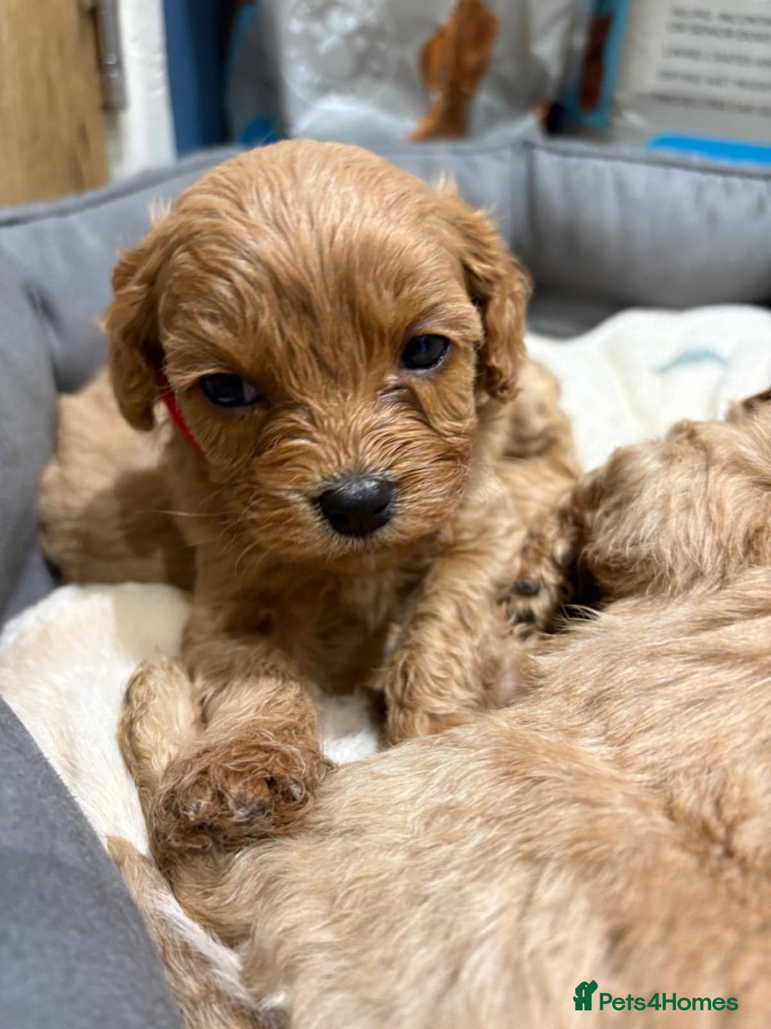 Cavapoo dogs for sale: Beautiful Cavapoo F1BB - Advert 9