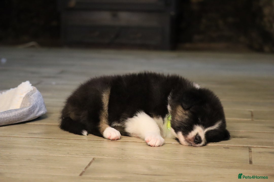 Australian Shepherd dogs for sale: Australian Shepherd Puppies  - Image 23