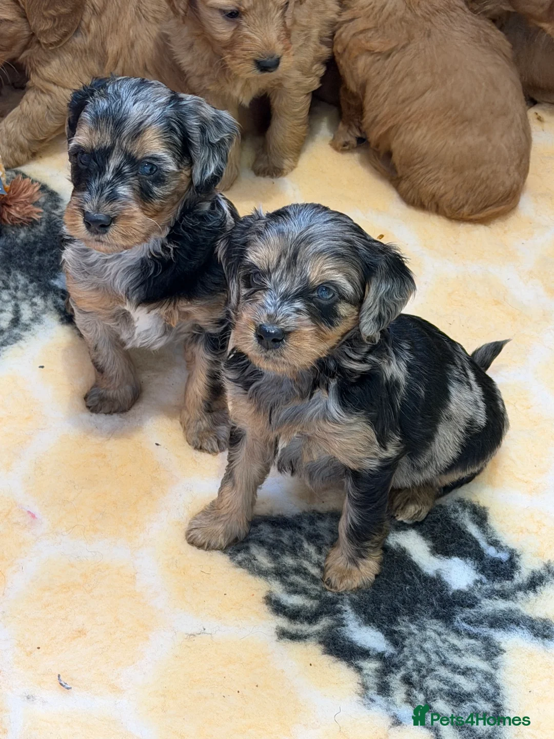 Mini Goldendoodle dogs for sale: Extensively health tested F1 goldendoodle puppies  - Advert 3