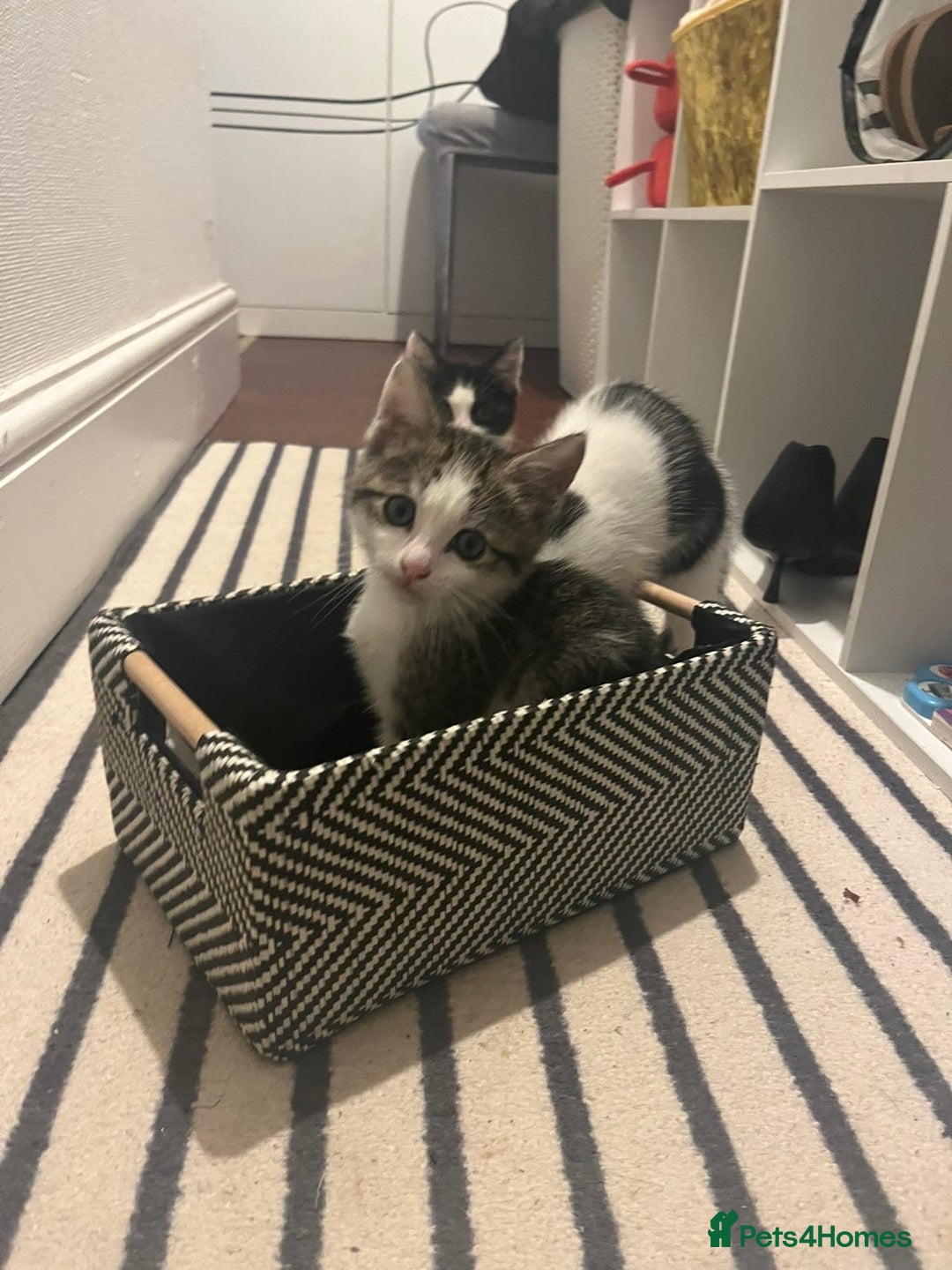 Mixed Breed cats for sale: Bengal mix kittens for sale - Advert 3