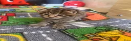 Mixed Breed cats for sale: 4 kittens 2 boys 2 girls  - Advert 3