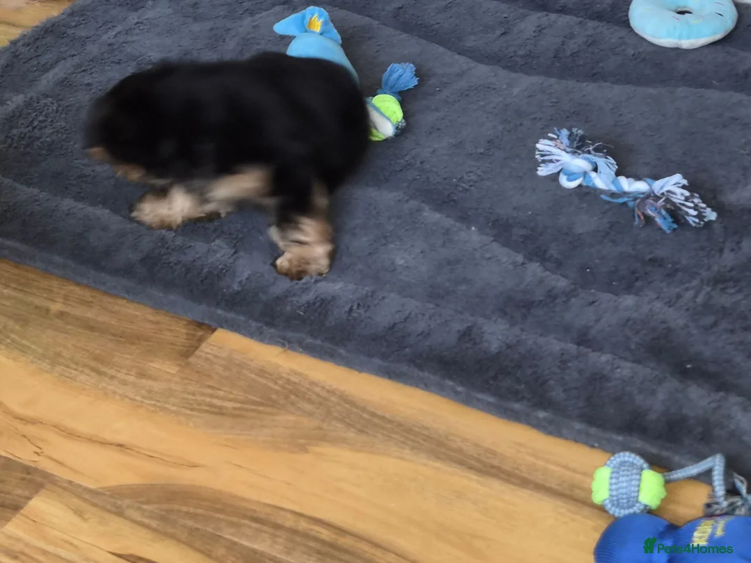 Yorkshire Terrier dogs for sale: A MALE AND FEMALE  PUPPIES  - Advert 1