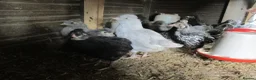 Chickens poultry for sale: Araucanaa pullets(Large, Tailed). Blue / White lue - Advert 2