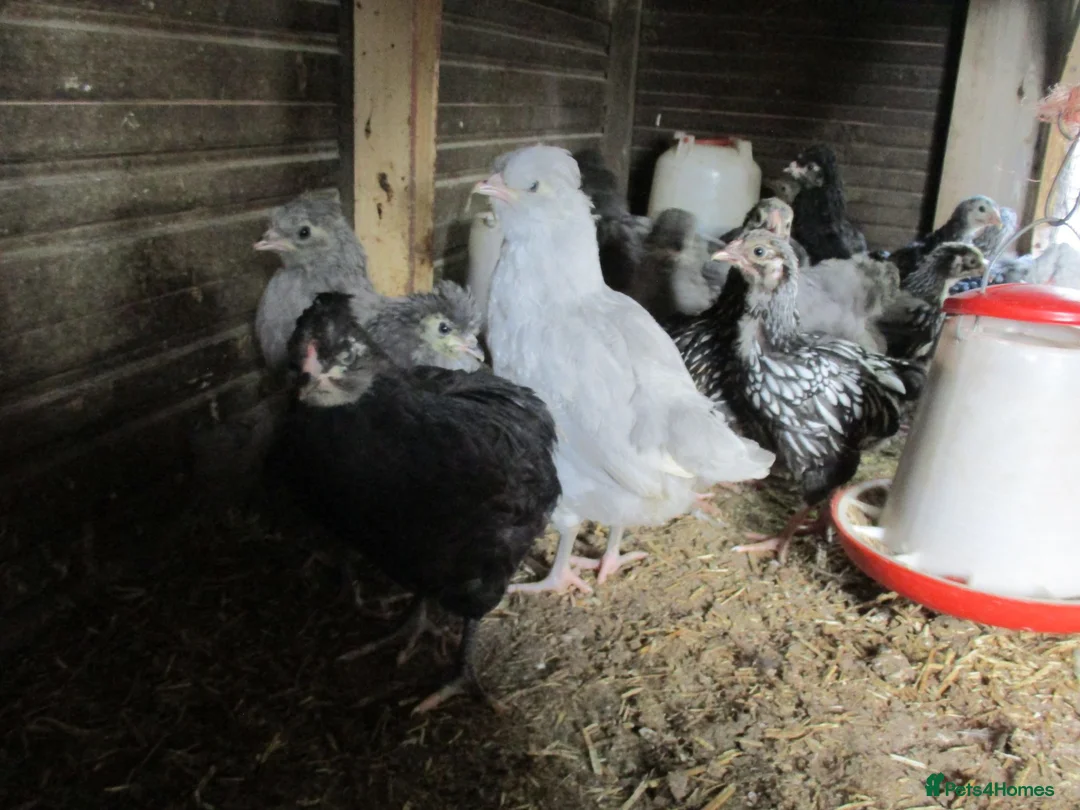 Chickens poultry for sale: Araucanaa pullets(Large, Tailed). Blue / White lue - Advert 2