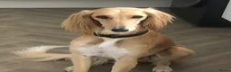 Saluki dogs for sale: Beautiful Saluki puppies Now Available - Advert 1