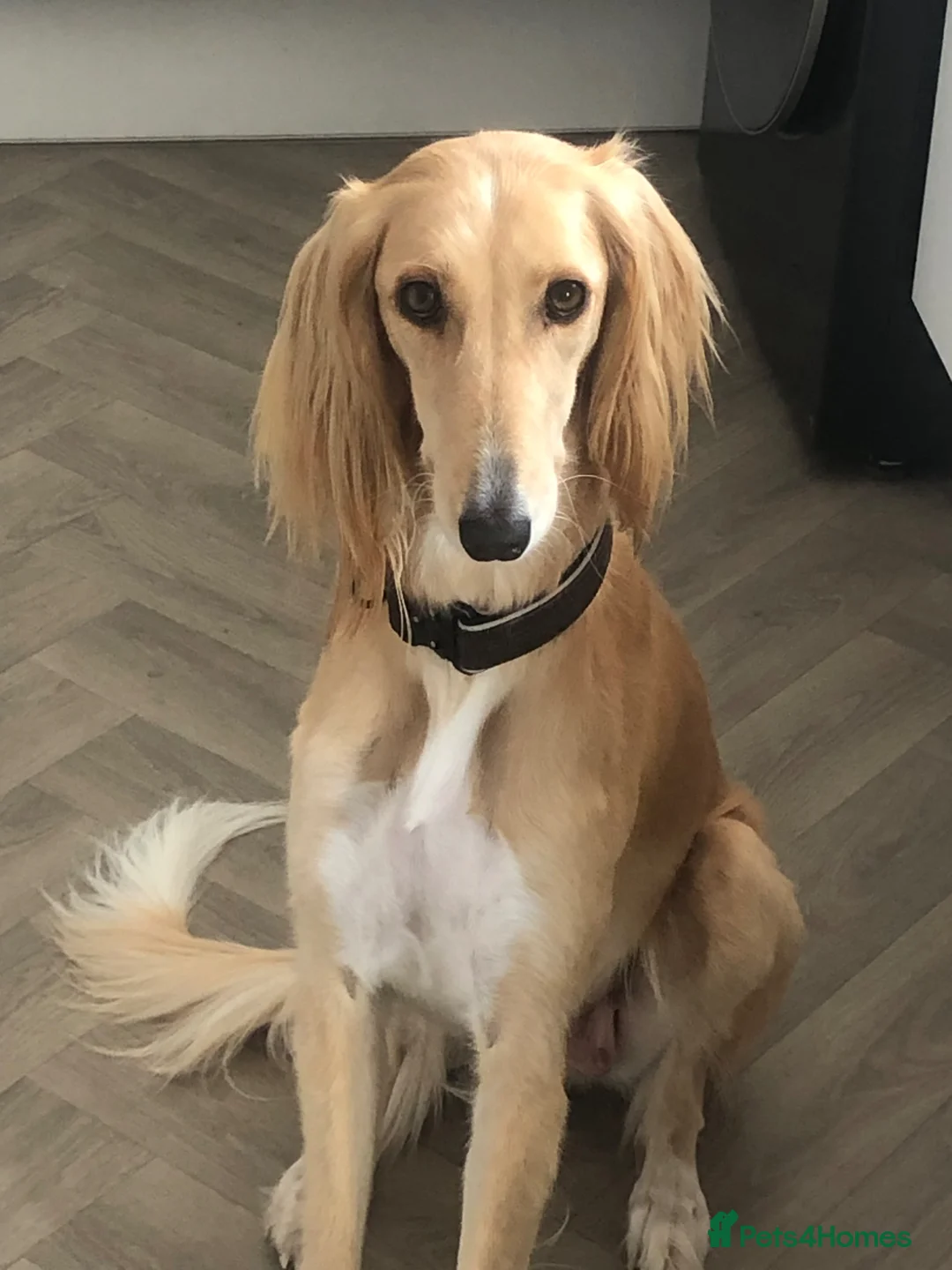 Saluki dogs for sale: Beautiful Saluki puppies Now Available - Advert 1