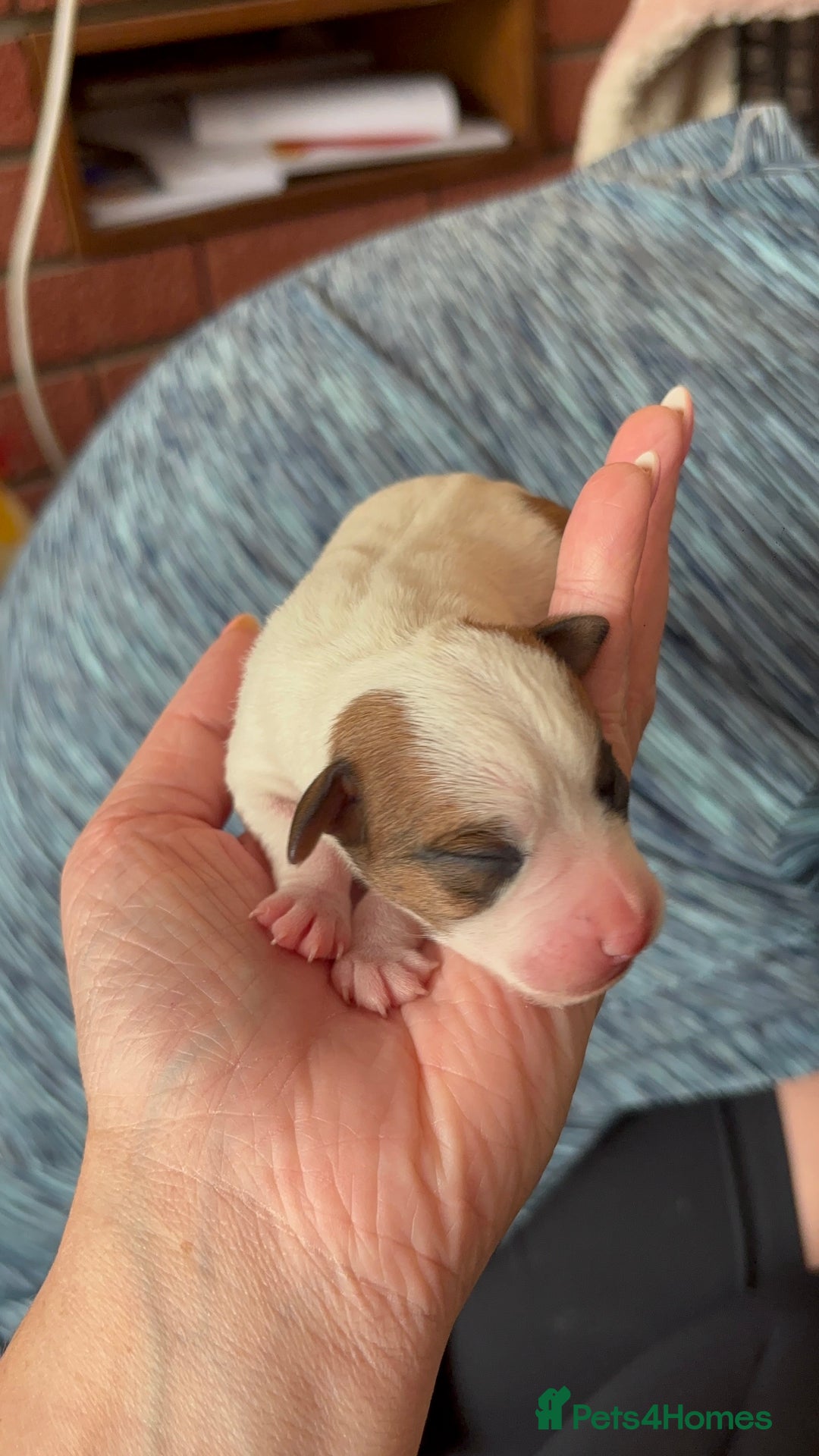 Jack Russell dogs for sale: Beautiful, big and healthy jack Russell pups - Image 11