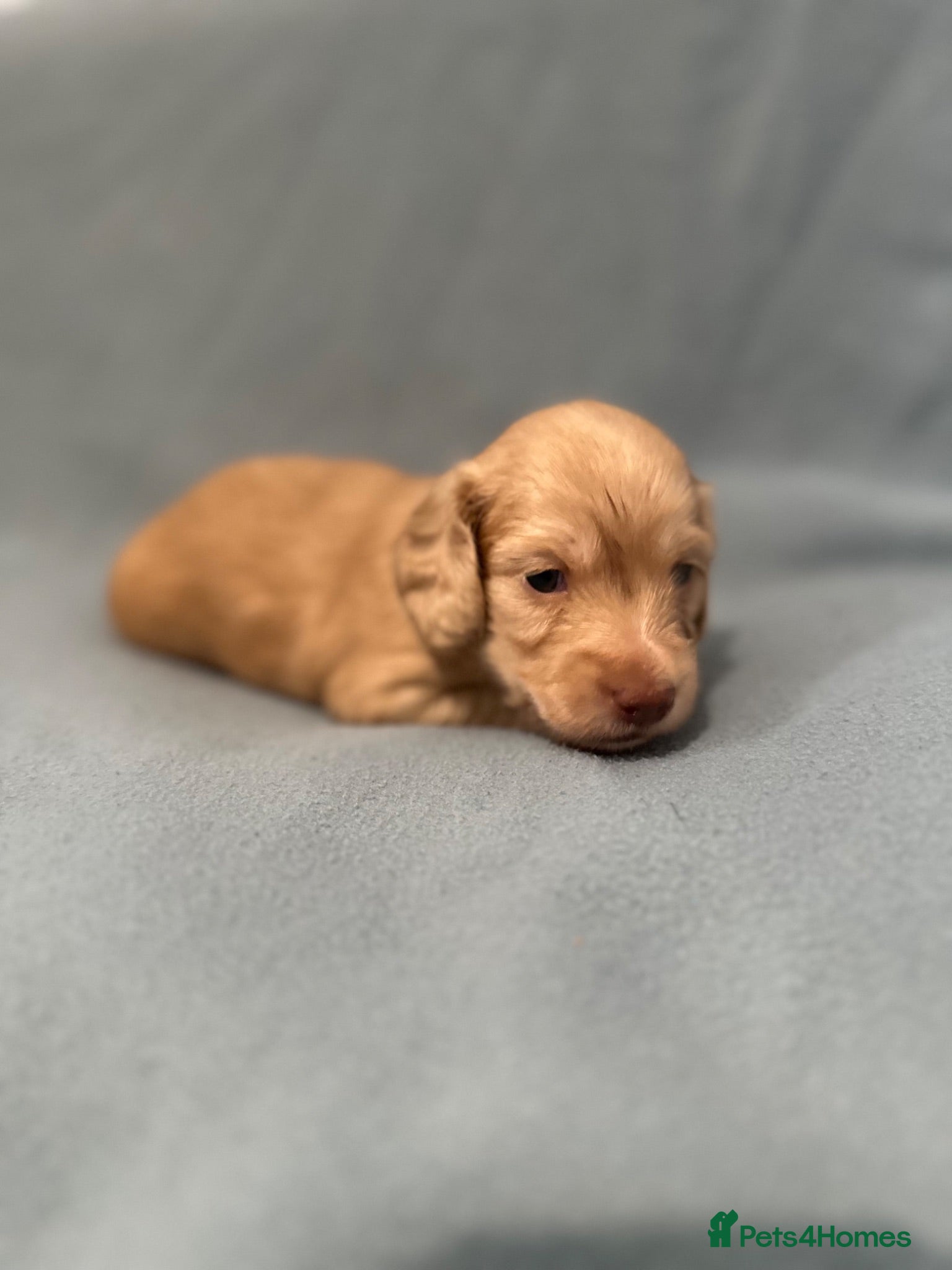 Miniature Dachshund dogs IVDD screened, Kc Reg & Health Tested Parents  - Advert 18