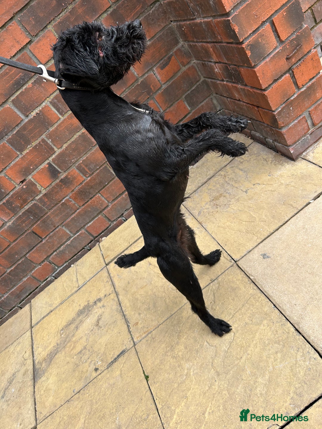 Patterdale Terrier dogs for sale: 2 year old patterdale terrier bitch  - Image 4