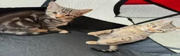 Mixed Breed cats for sale: Cheeky Whiskers Kittens Available  - Advert 6
