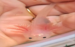Axolotl reptiles for sale: Axolotls  - Image 20