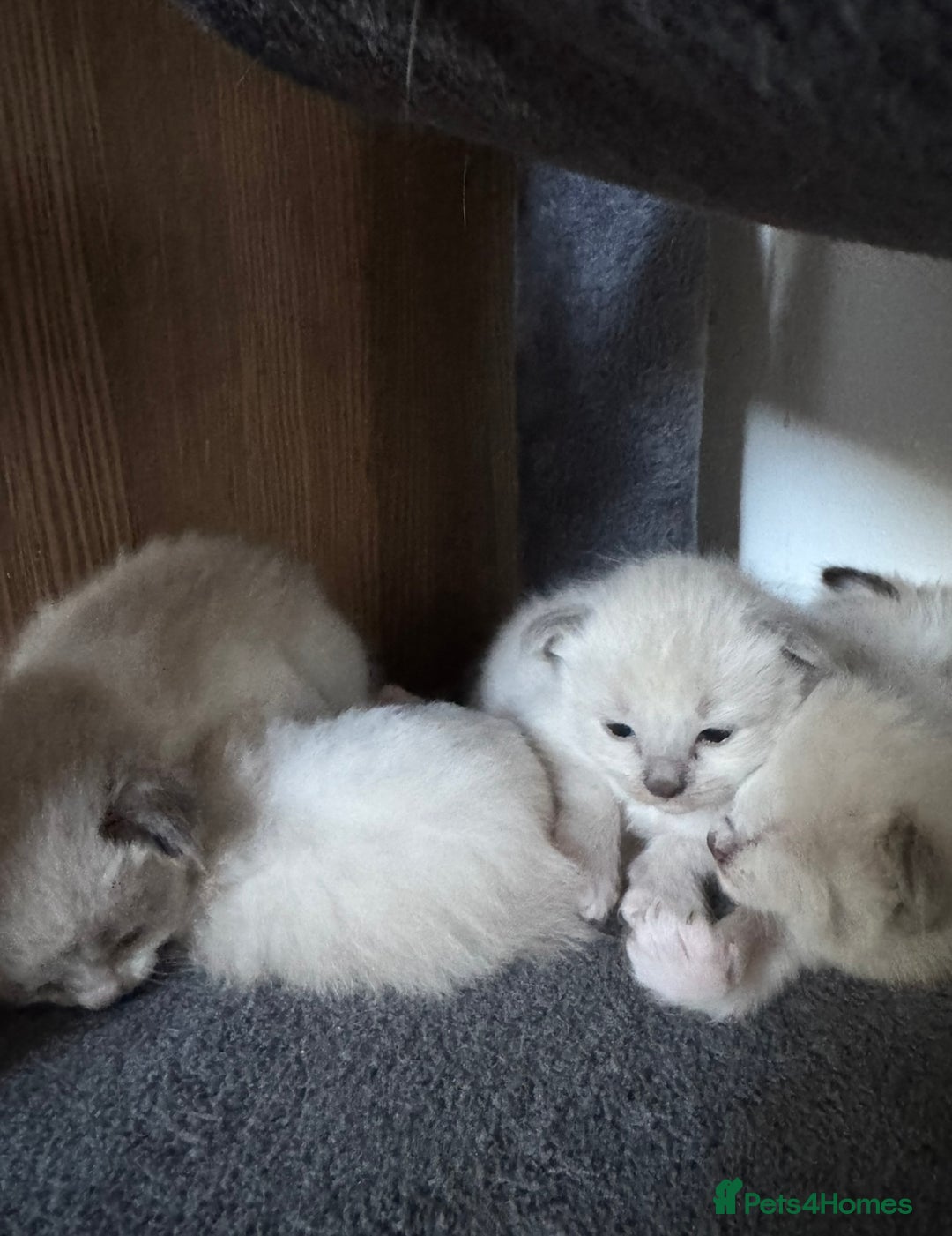 Ragdoll cats for sale: Ragdoll kittens for sale in Romford - Image 10