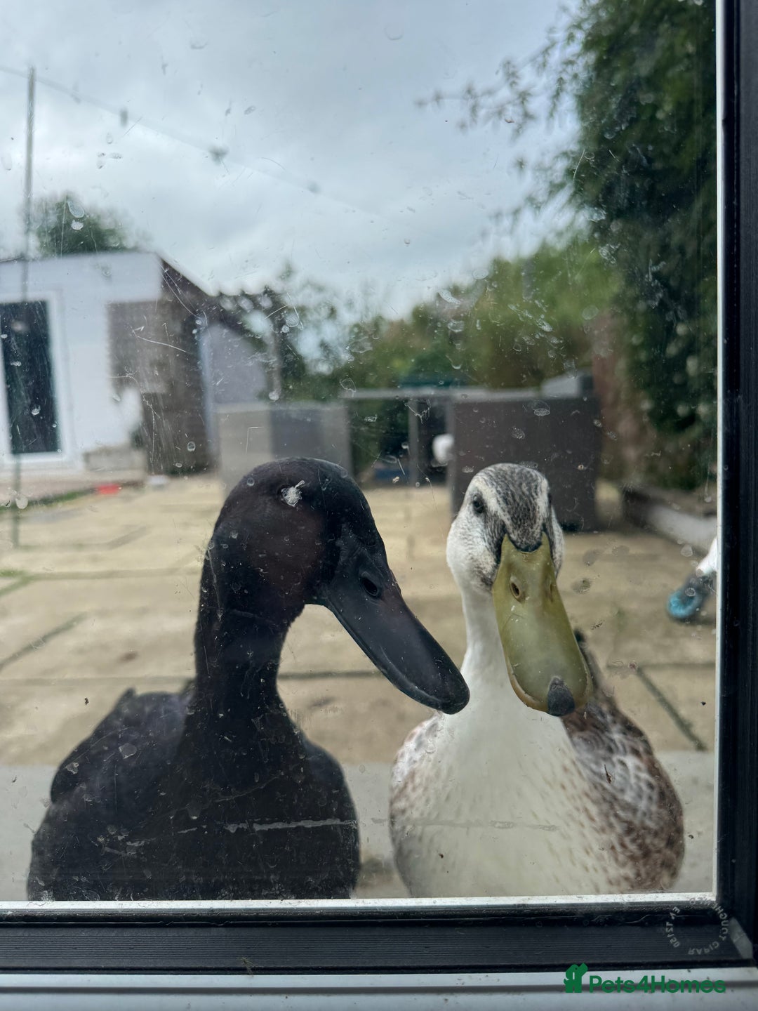 Ducks poultry for sale: Two rescued ducks needing new home  - Image 1