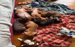 Miniature Dachshund dogs for sale: Miniature Dachshund Puppies  - Image 4