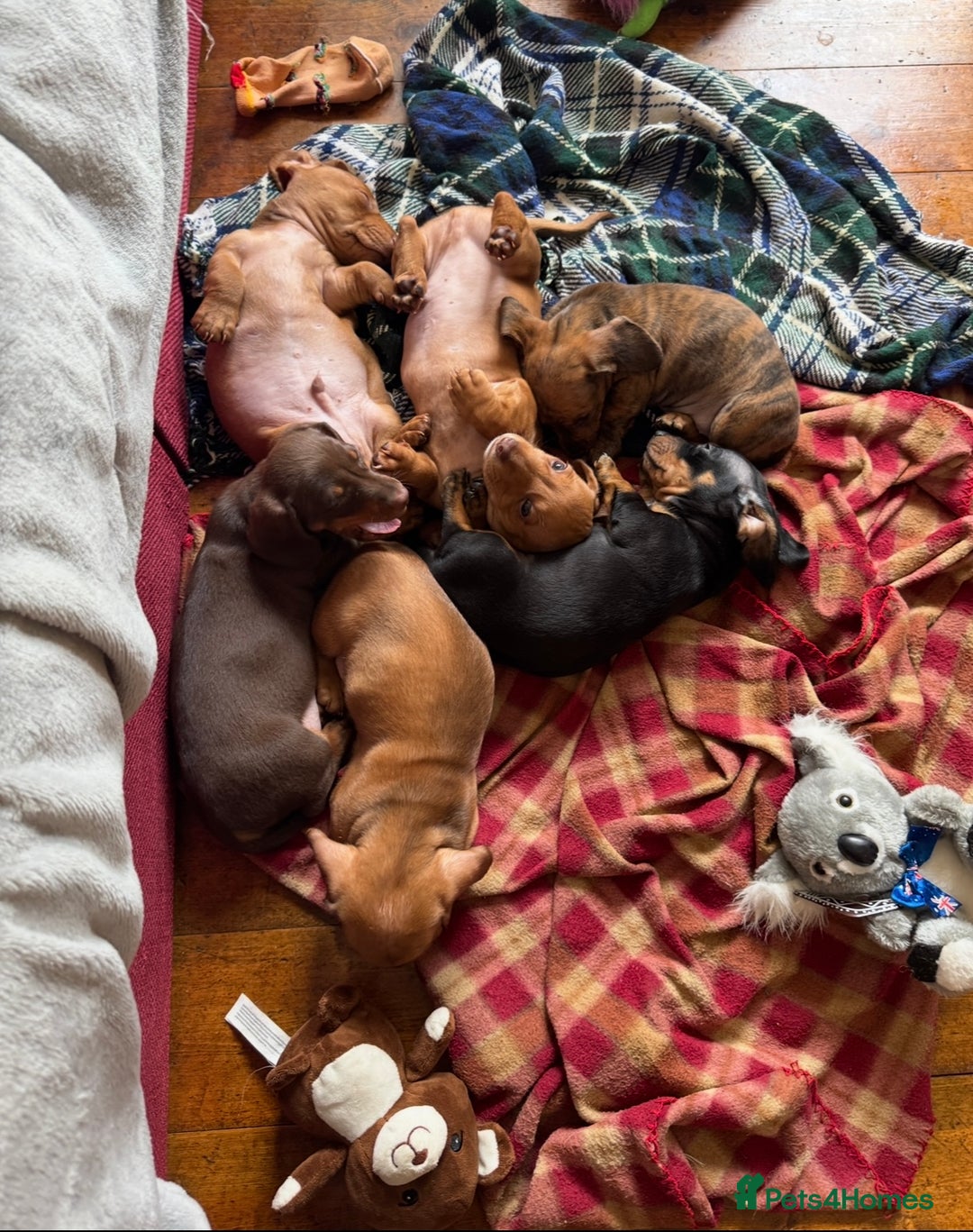 Miniature Dachshund dogs for sale: Miniature Dachshund Puppies  - Image 4