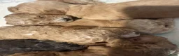 Cockapoo dogs for sale: 🌟 OUTSTANDING cockapoo puppies F1B 🌟 - Advert 8