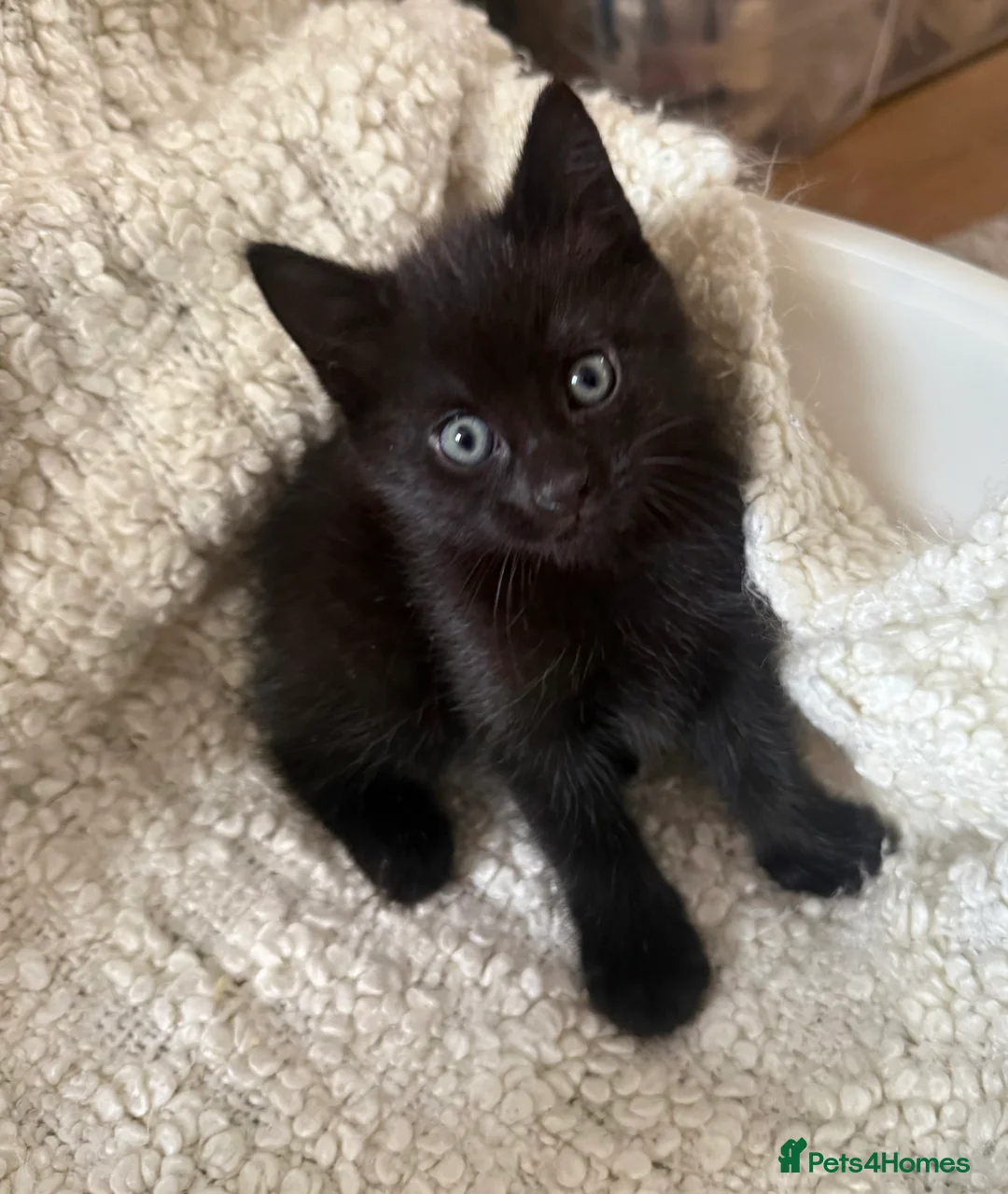 Mixed Breed cats for sale: 5 adorable kittens for sale! - Advert 5