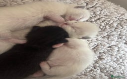 Ragdoll cats for sale: Beautiful Ragdoll kittens open to reasonable offer - Image 16