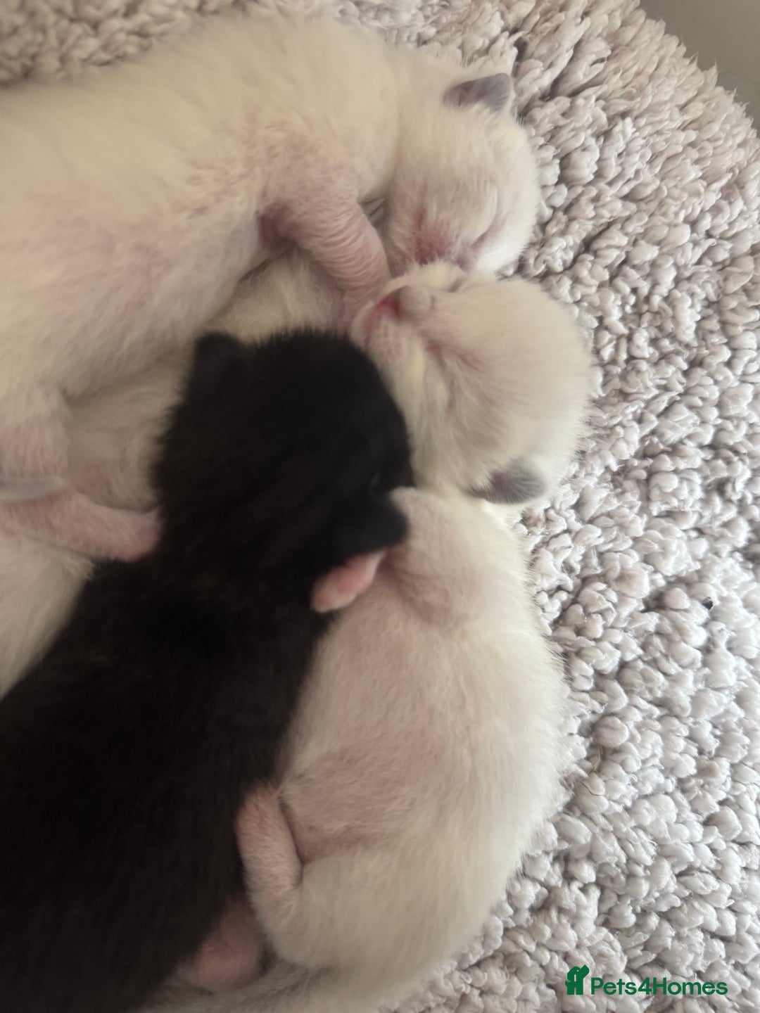 Ragdoll cats for sale: Beautiful Ragdoll kittens open to reasonable offer - Image 16