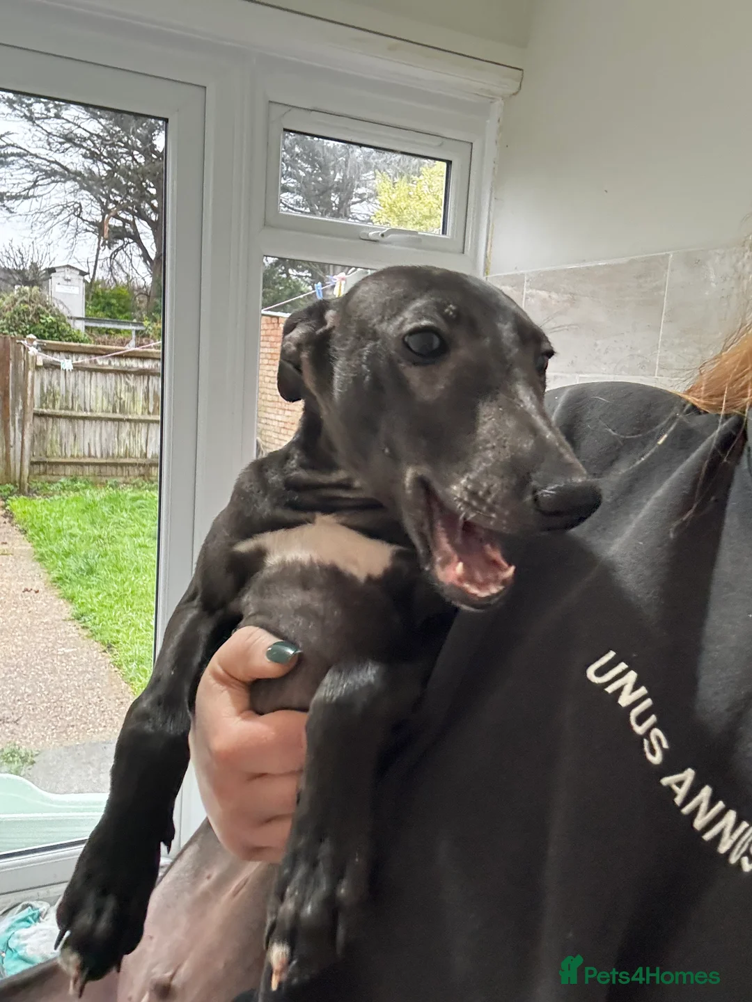 Whippet dogs for sale: KC registered whippet puppy  - Advert 10