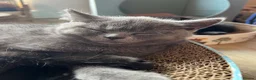 British Shorthair cats for sale: ✨ beautiful black/blue British Shorthair kittens✨ - Advert 29