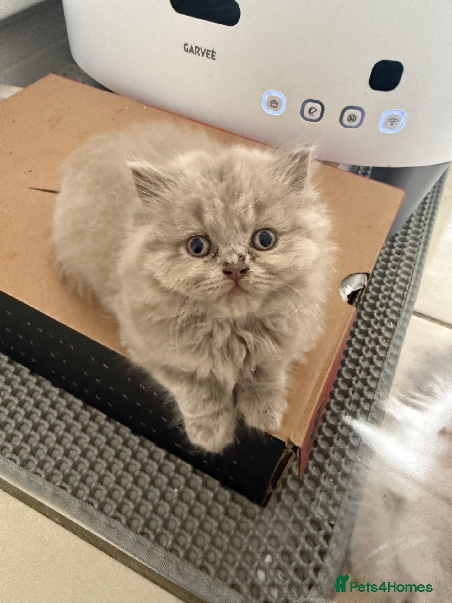 Persian cats Persian cross british short hair kittens  - Advert 5