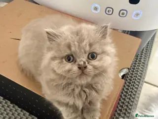 Persian cats Persian cross british short hair kittens - Advert 5