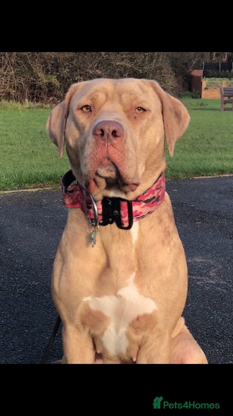 Bandog dogs BANDOG PUPPIES, TOP EUROPEAN WORKING BLOODLINES - Advert 1