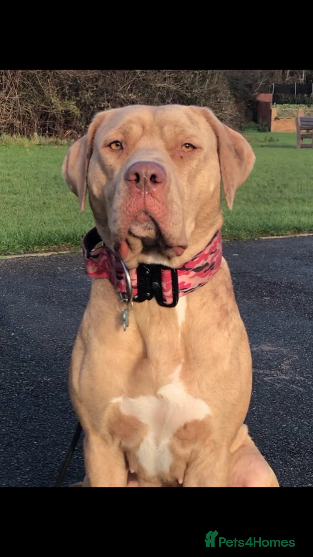 Bandog dogs for sale: BANDOG PUPPIES, TOP EUROPEAN WORKING BLOODLINES - Advert 1