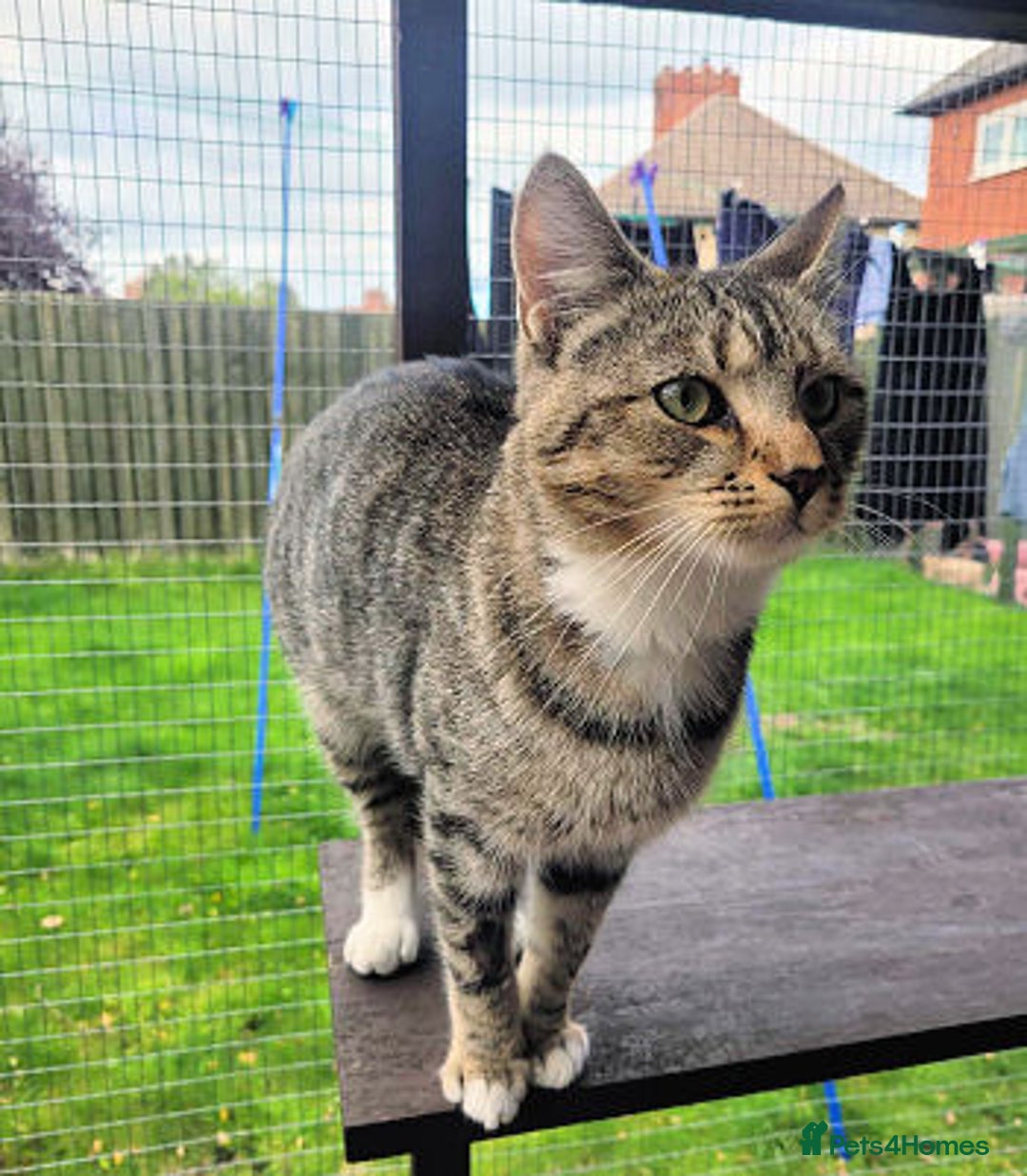 Mixed Breed cats for adoption: LOCKY  - Image 3