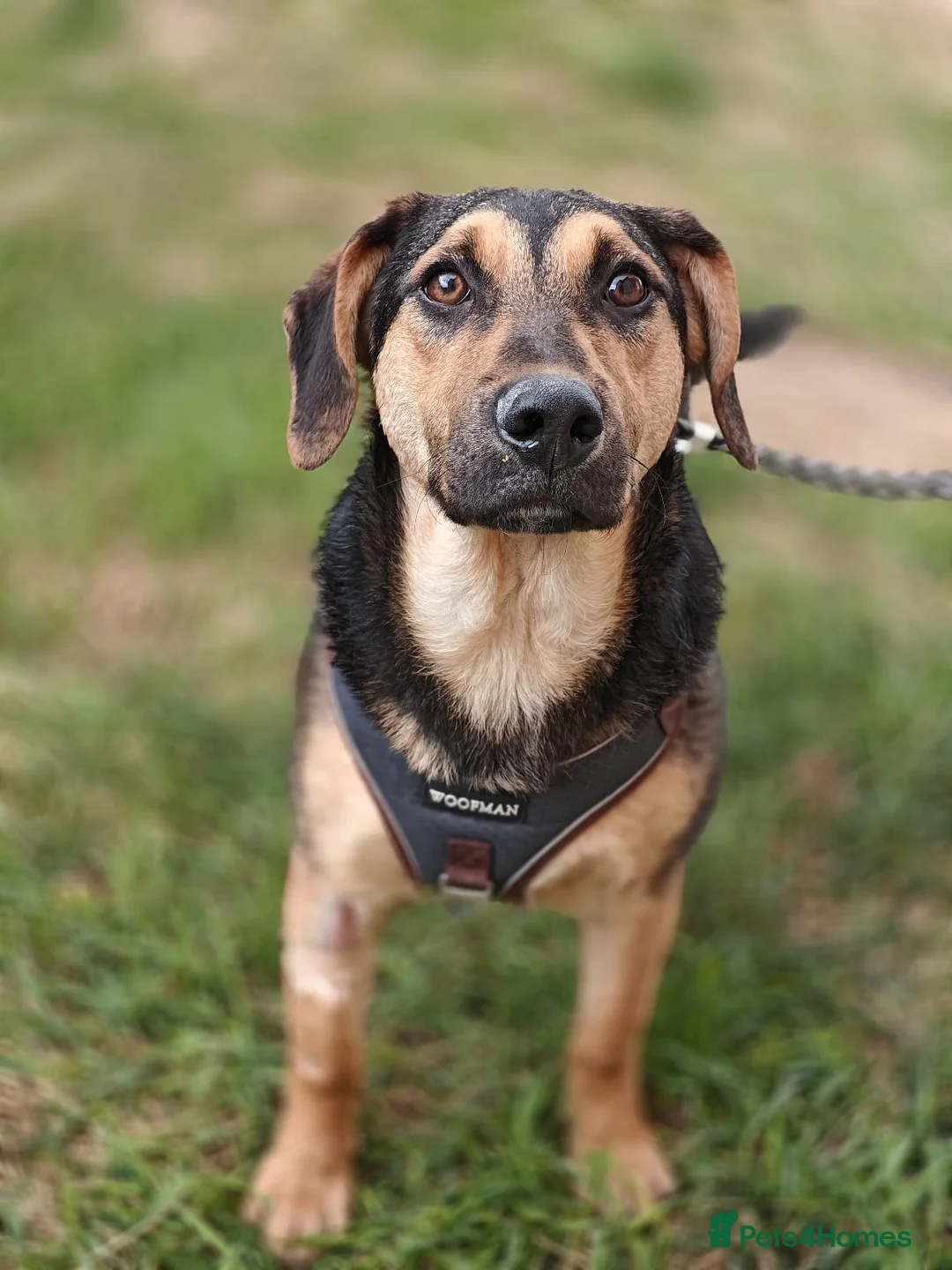 Mixed Breed dogs for adoption: 💙🐶 MARCO – HE BRINGS YOU HIS TOYS… JUST TO PLAY in Burton-on-Trent - Advert 1