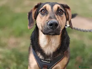 Mixed Breed dogs 💙🐶 MARCO – HE BRINGS YOU HIS TOYS… JUST TO PLAY - Advert 2