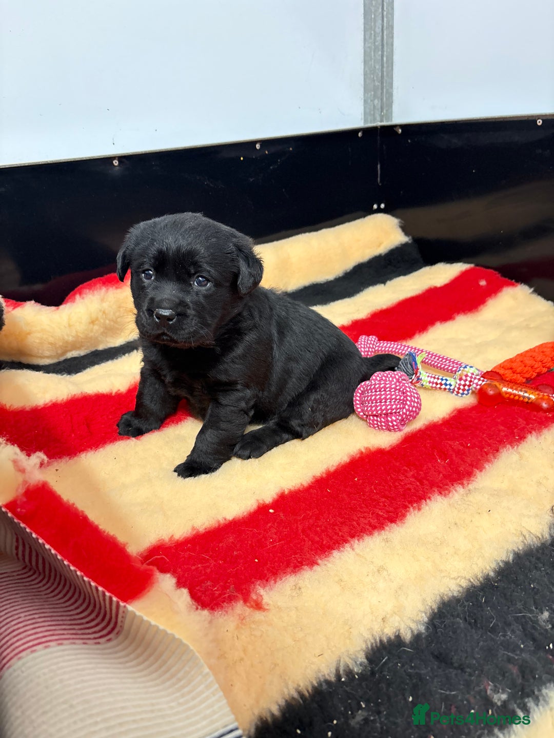 Labrador Retriever dogs for sale: KC Labrador Black Bitch  - Advert 2