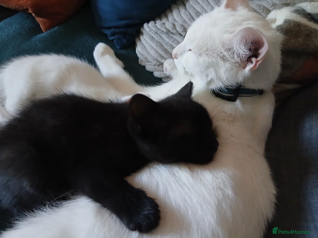 Domestic Shorthair cats for sale: 2 male kittens 1 pure white 1 black in Bristol - Advert 2