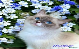 Ragdoll cats for sale: Gorgeous Fluffy Ragdoll Kittens  - Advert 3