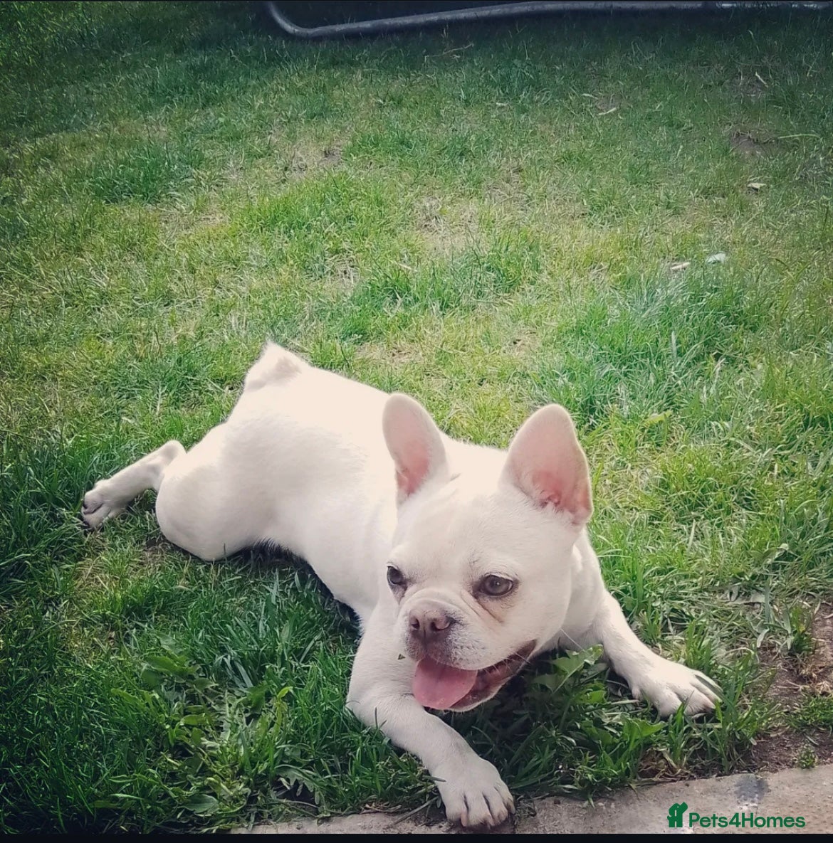 French Bulldog dogs Platinum French bulldog girl  - Advert 1