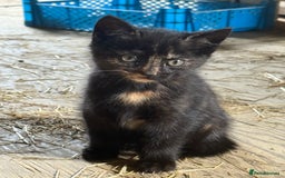 Mixed Breed cats for sale: 7 kittens now ready for their new home  - Image 10