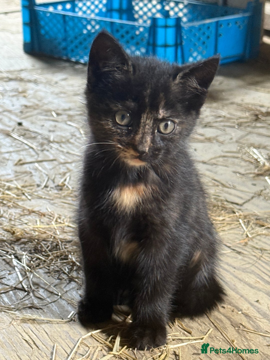 Mixed Breed cats for sale: 7 kittens now ready for their new home  - Image 10
