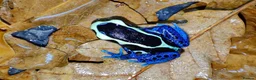 Frog reptiles for sale: Dendrobates tinctorius powder blue dart frog - Advert 2