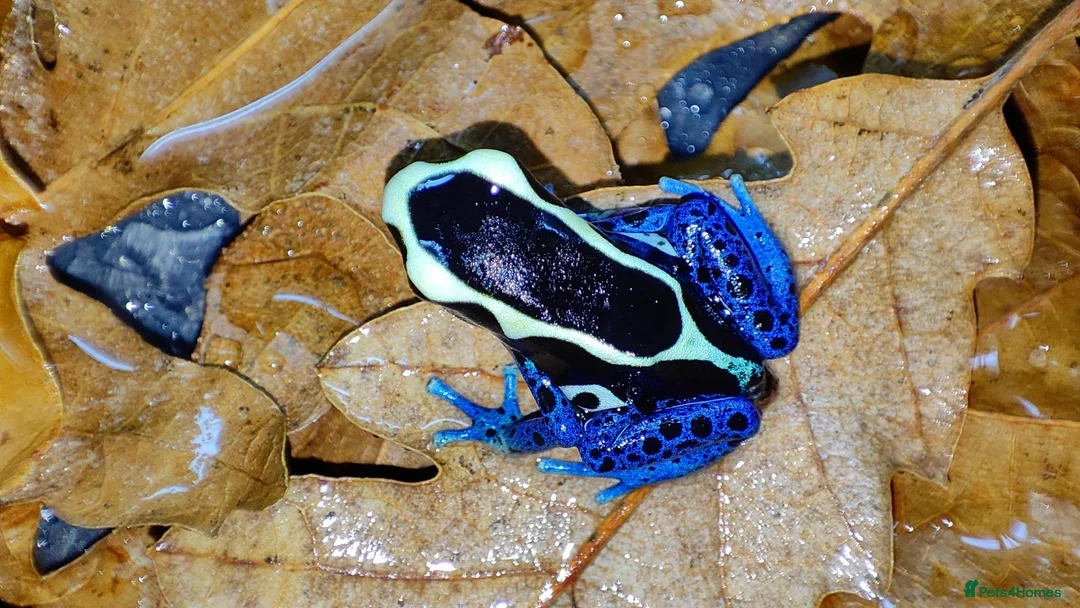Frog reptiles for sale: Dendrobates tinctorius powder blue dart frog - Advert 2